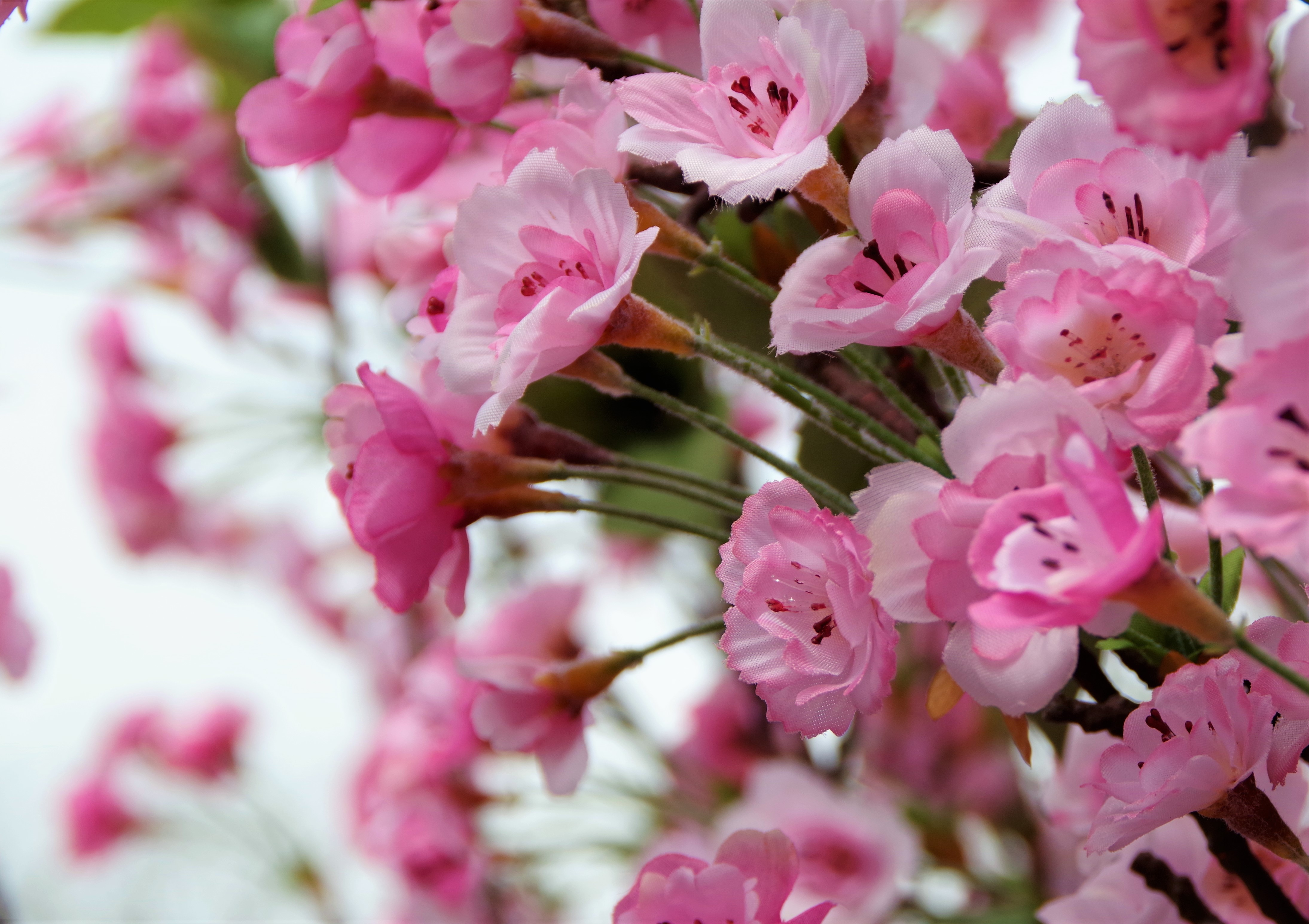 Hanami & pédagogeek sous les sakura