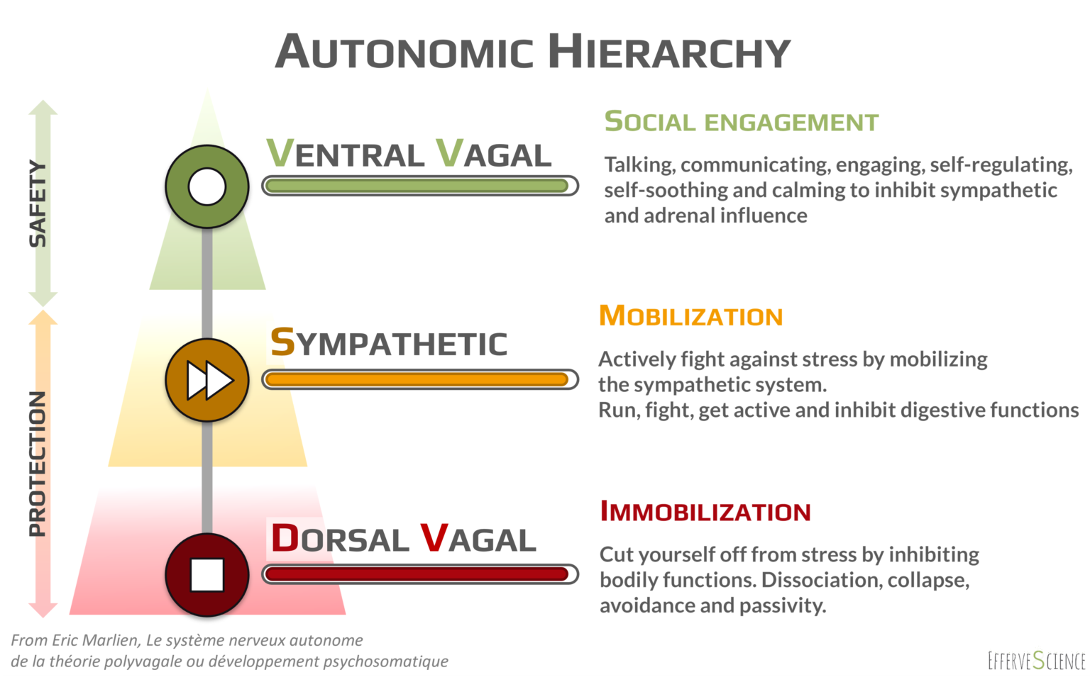 PolyVagal Theory: Back To Basics | EfferveScience