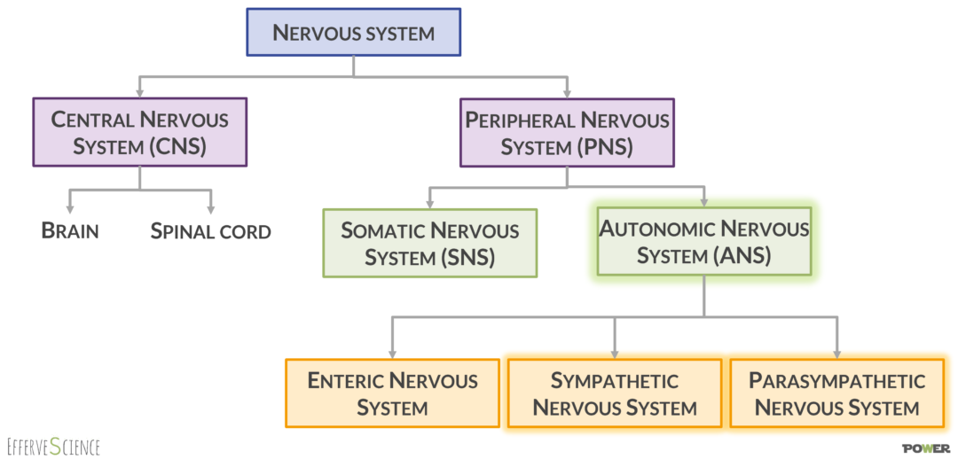 PolyVagal Theory: back to basics | EfferveScience