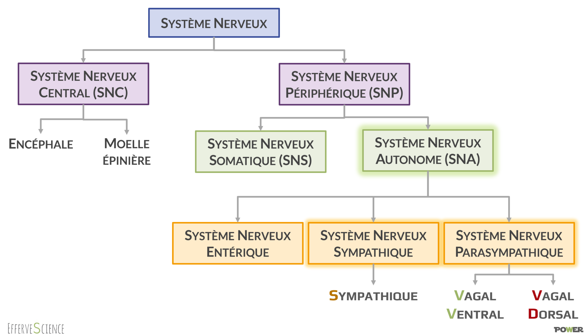 Th Orie Polyvagale Les Bases Effervescience